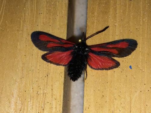 Zygaena sp.